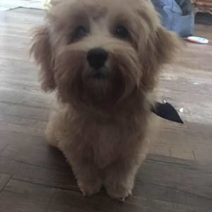 Meet your Posher, Cameron